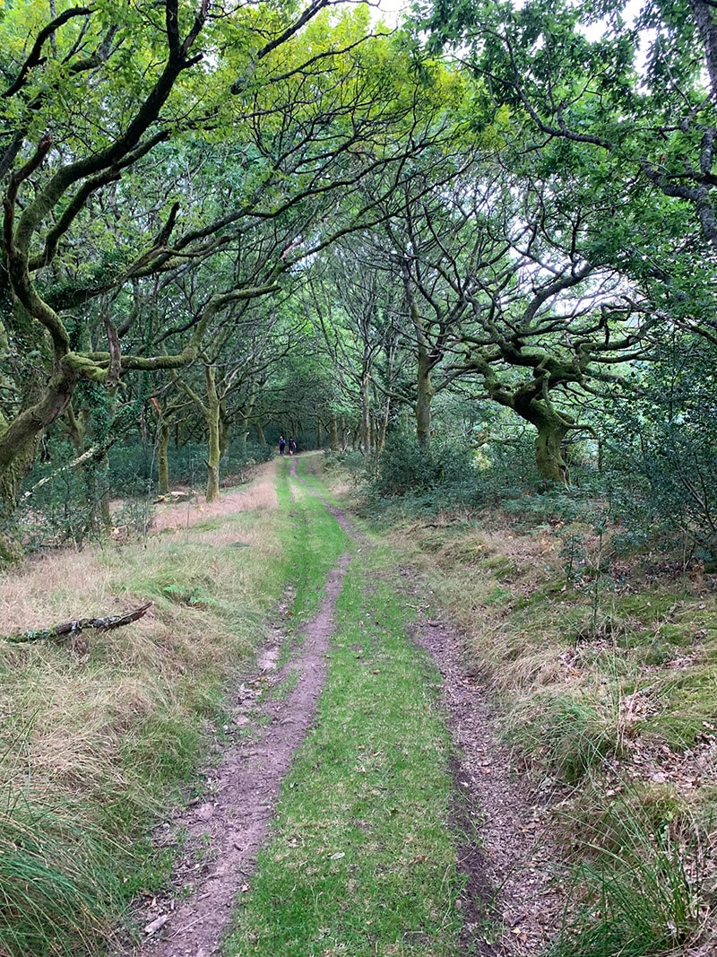 St Mary's Vale Wood, Sugar Loaf, Abergavenny &#8211; Up St Mary&#8217;s Vale Wood, Down Deri Allt Valley, Welsh Man Walking