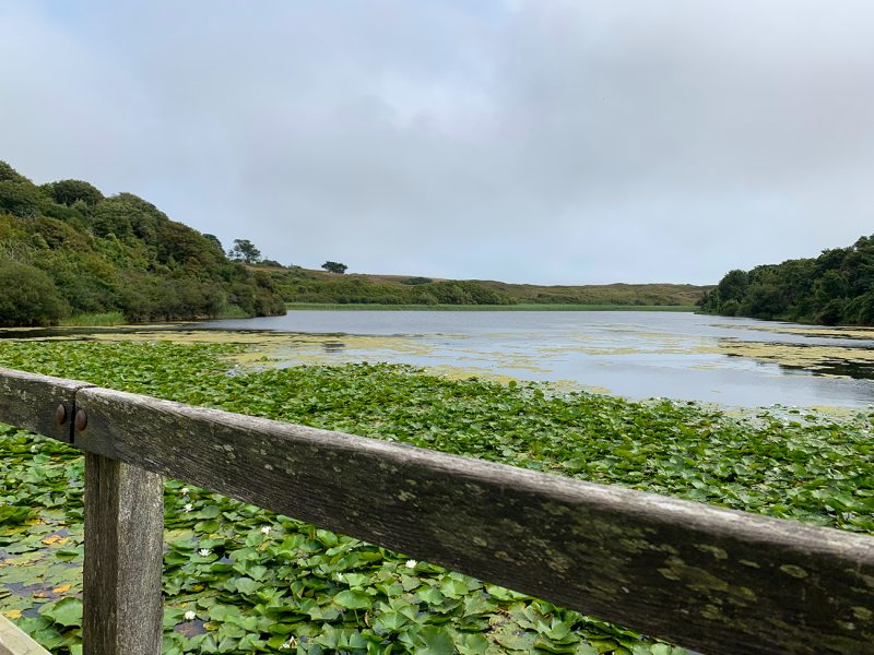 bosherston-lily-ponds-coastal-circular-6-5-miles-pembrokeshire-walk