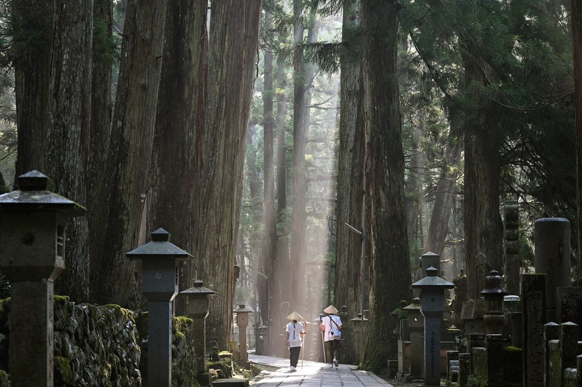 Forest trail on the Kohechi route